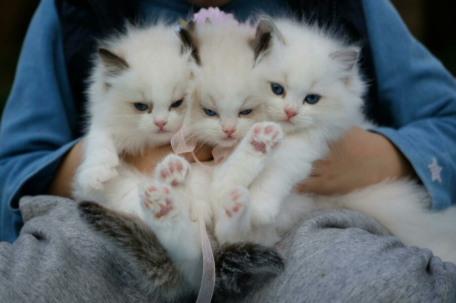 Imagem Gatos
